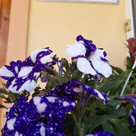 Karla Guest house Eforie Nord